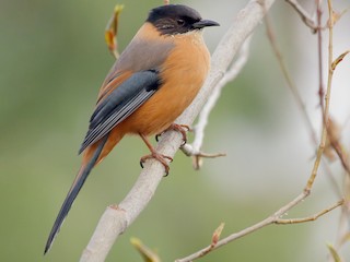  - Rufous Sibia