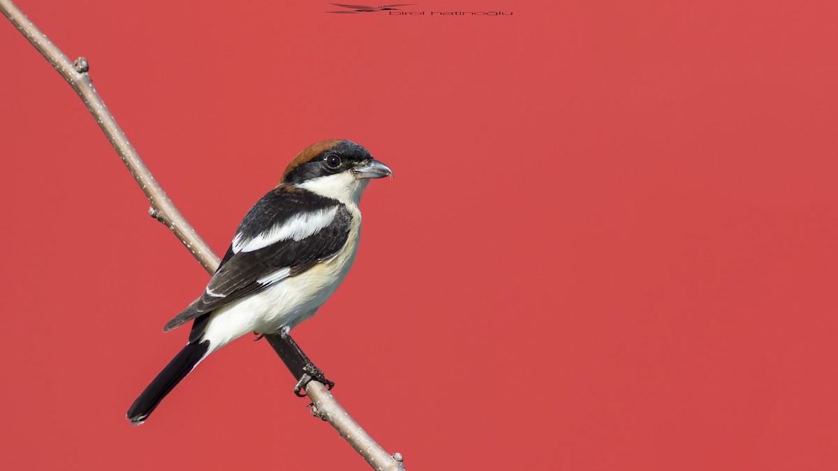 Woodchat Shrike - birol hatinoğlu