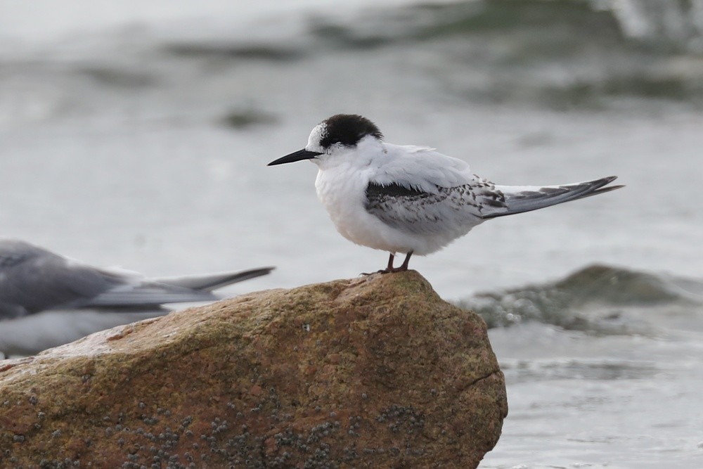 White-fronted Tern - ML170805541