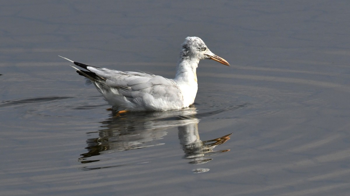 Slender-billed Gull - mathew thekkethala