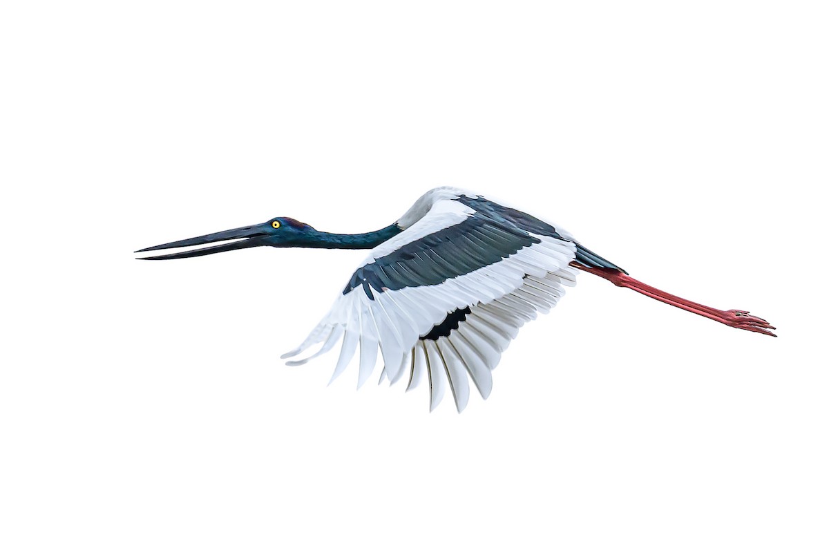 Black-necked Stork - Nitin Chandra