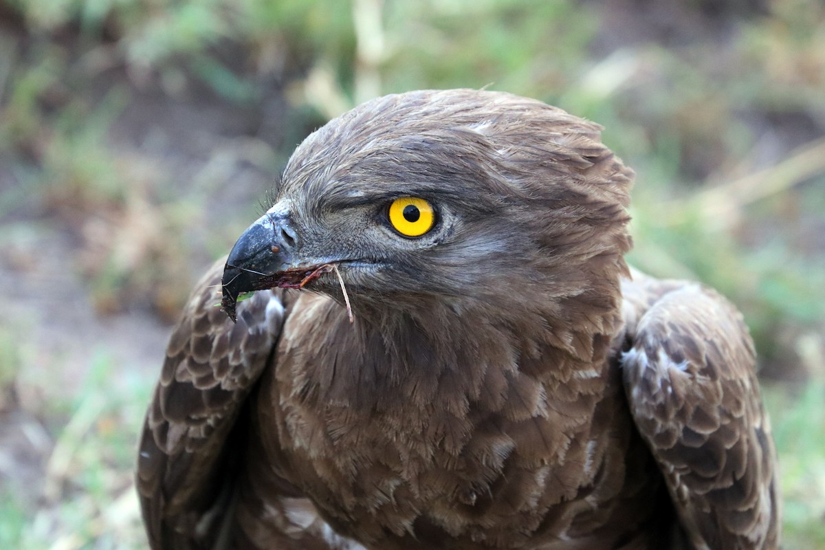 Brown Snake-Eagle - Colin Sumrall