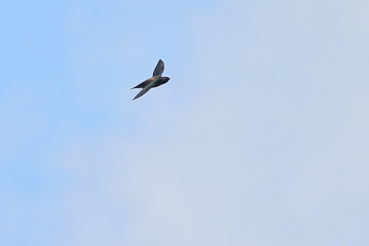 Brown-backed Needletail - ML170809071