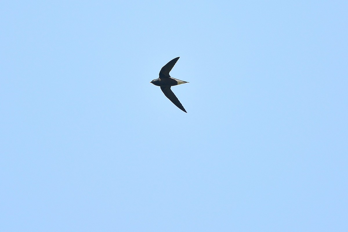 Brown-backed Needletail - ML170809081