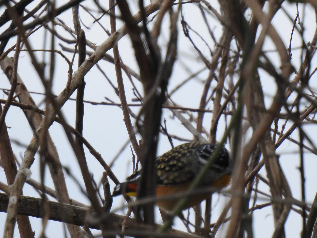 Spotted Pardalote - Sharyn Simmich