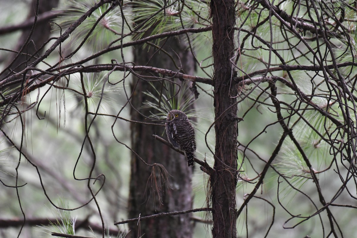 Asian Barred Owlet - ML170810951
