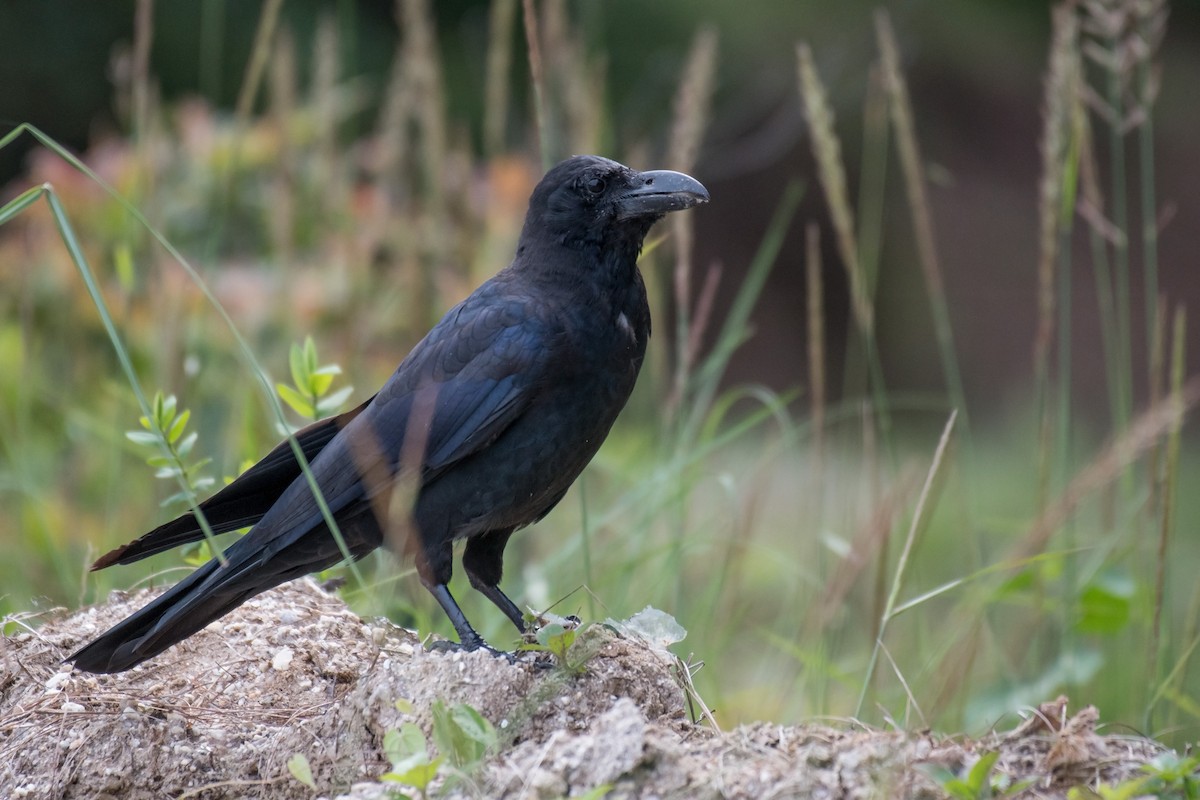 Large-billed Crow - ML170810991