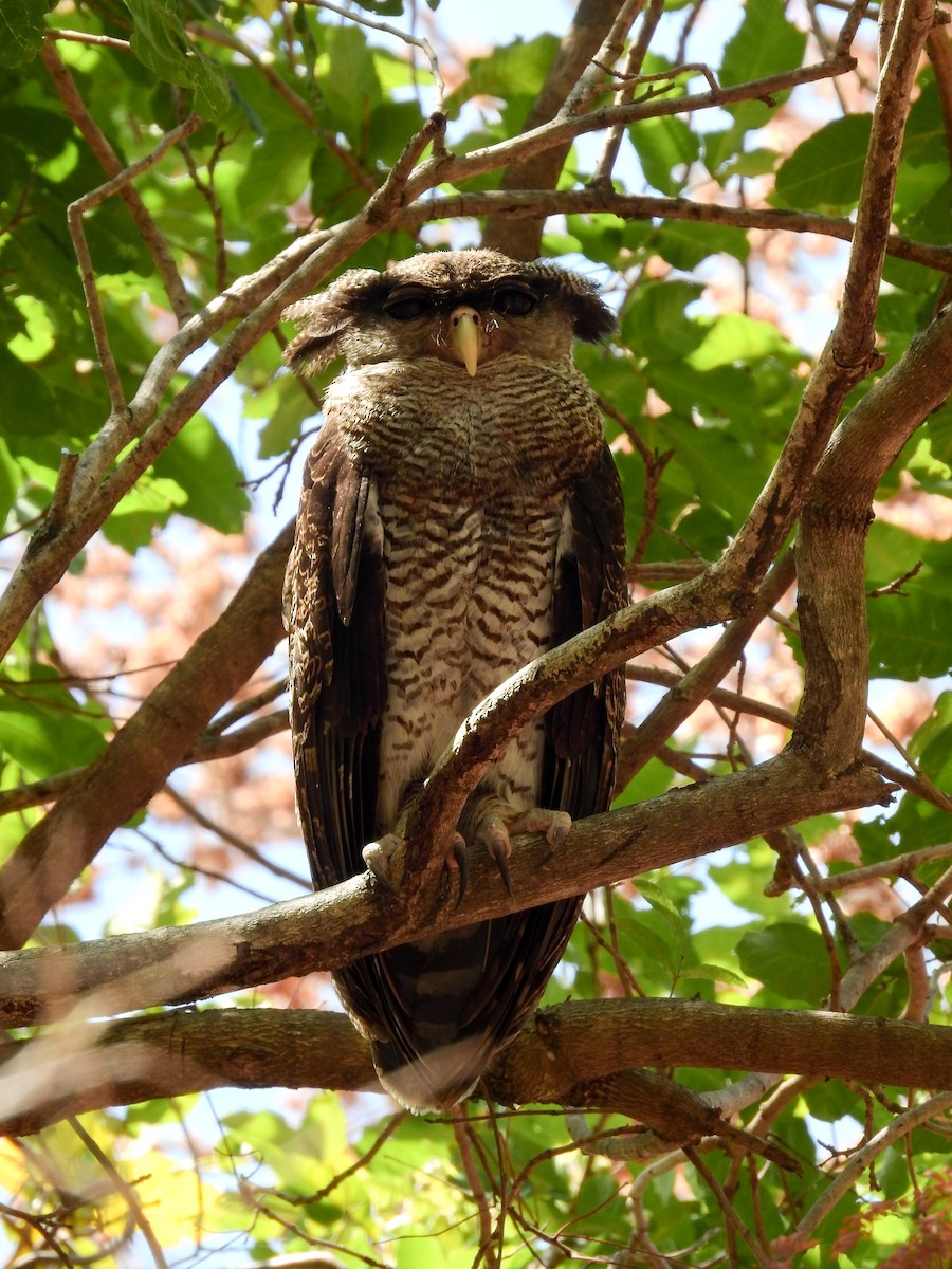 Barred Eagle-Owl - Tom Squires