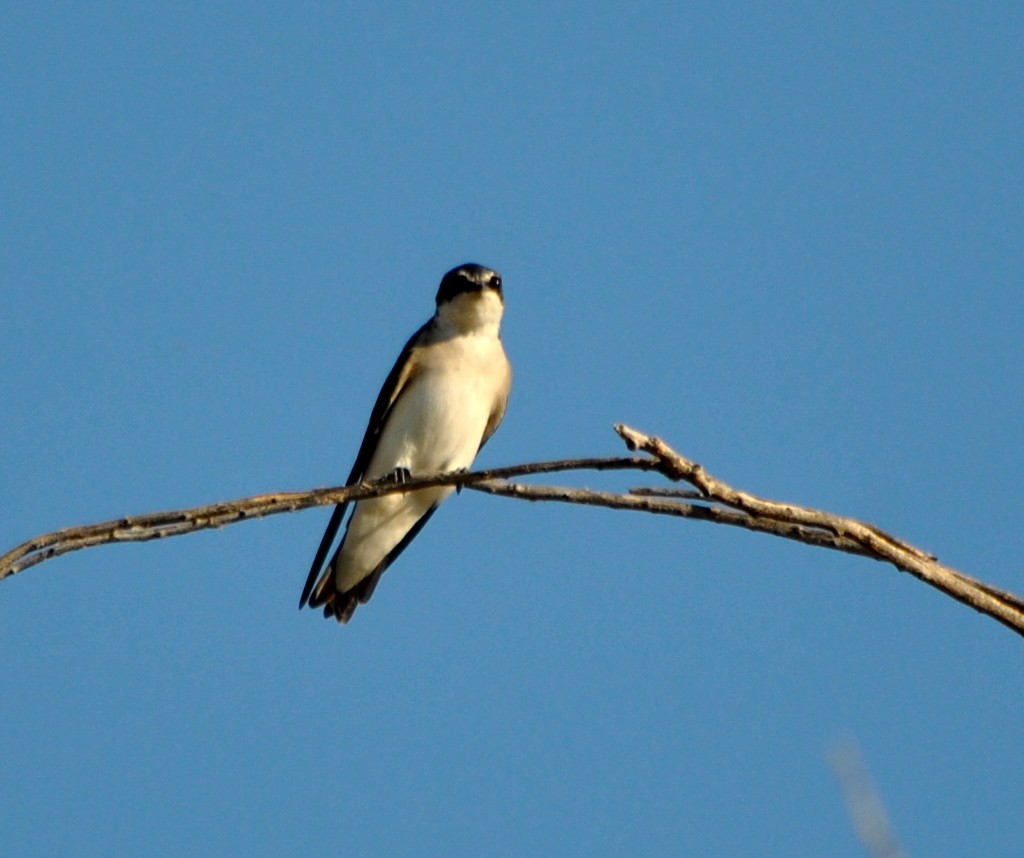 White-rumped Swallow - Julián Tocce