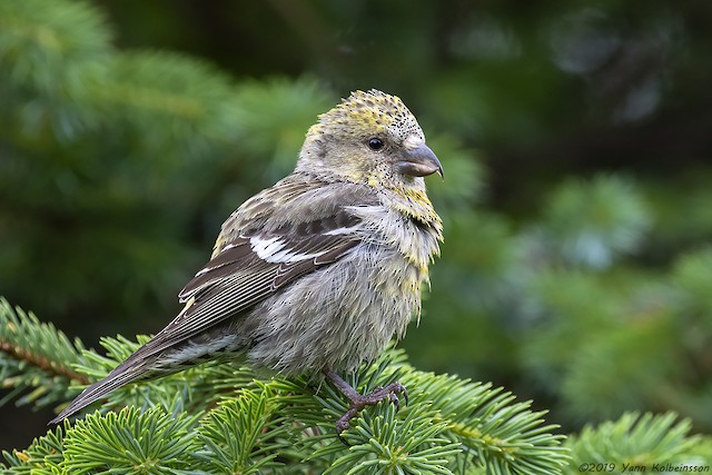ナキイスカ Bifasciata Ebird