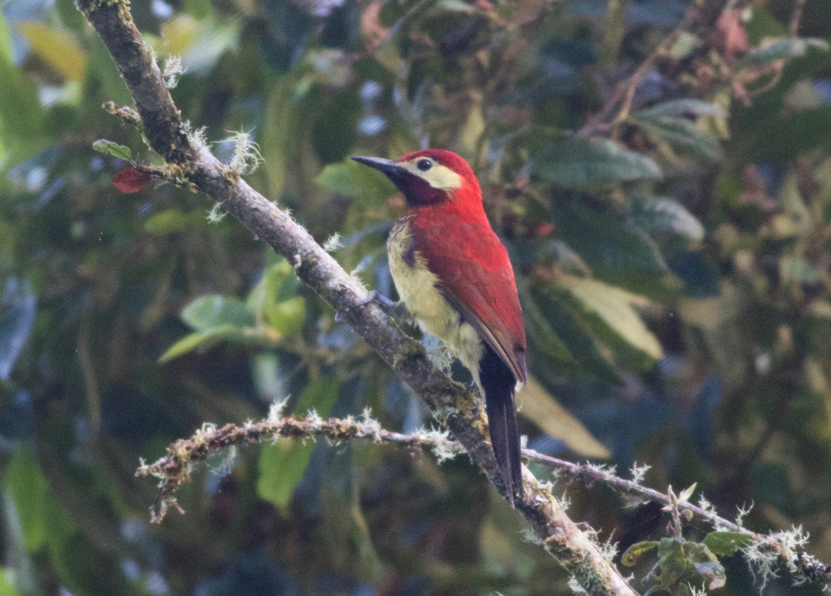 Crimson-mantled Woodpecker - Gary Brunvoll