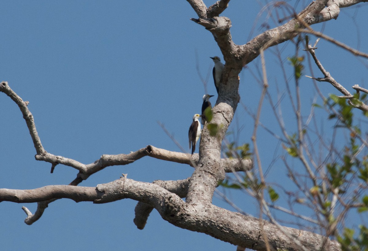 White Woodpecker - Gary Brunvoll