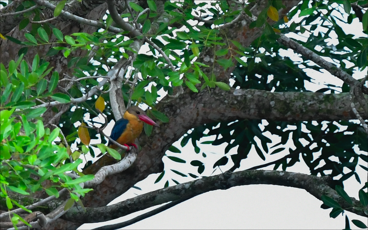 Stork-billed Kingfisher - Allen Lai