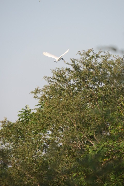 Little Egret - Shelagh Parken