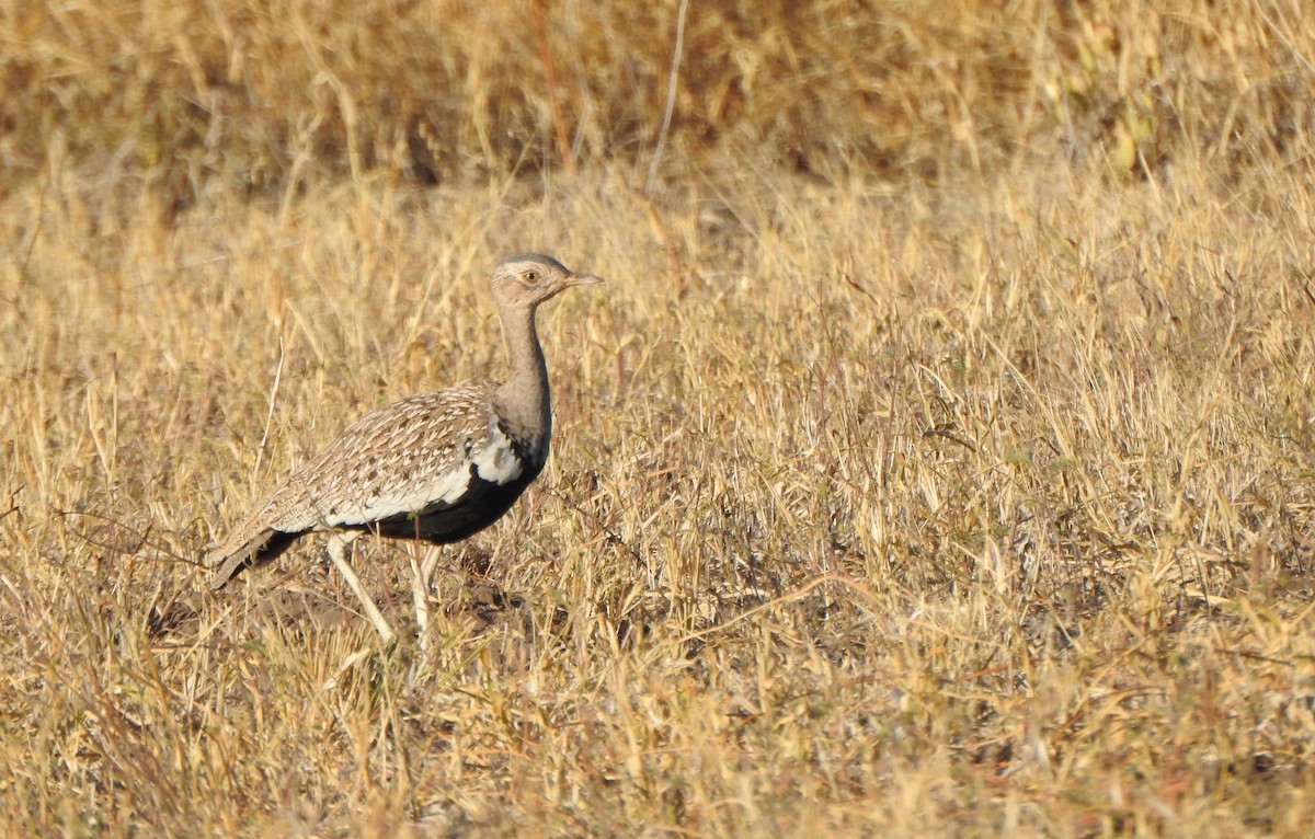 Red-crested Bustard - ML170823181