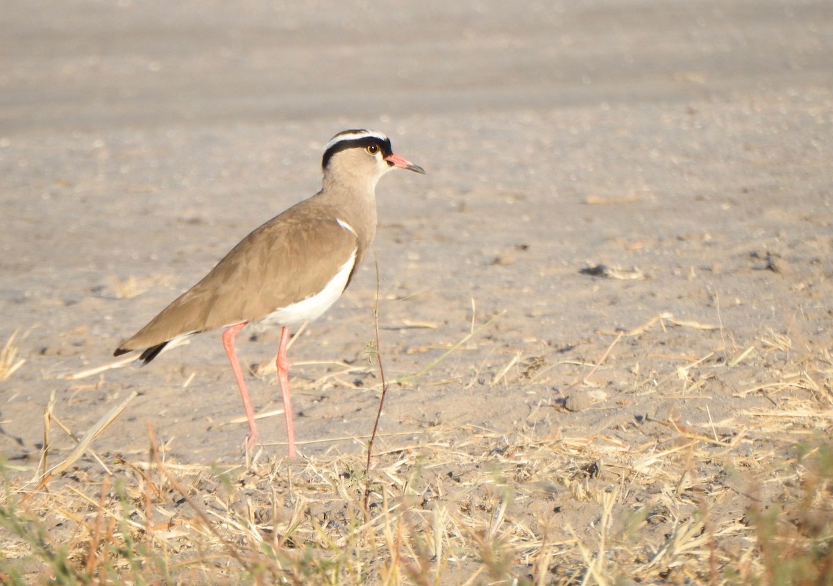 Crowned Lapwing - ML170823301