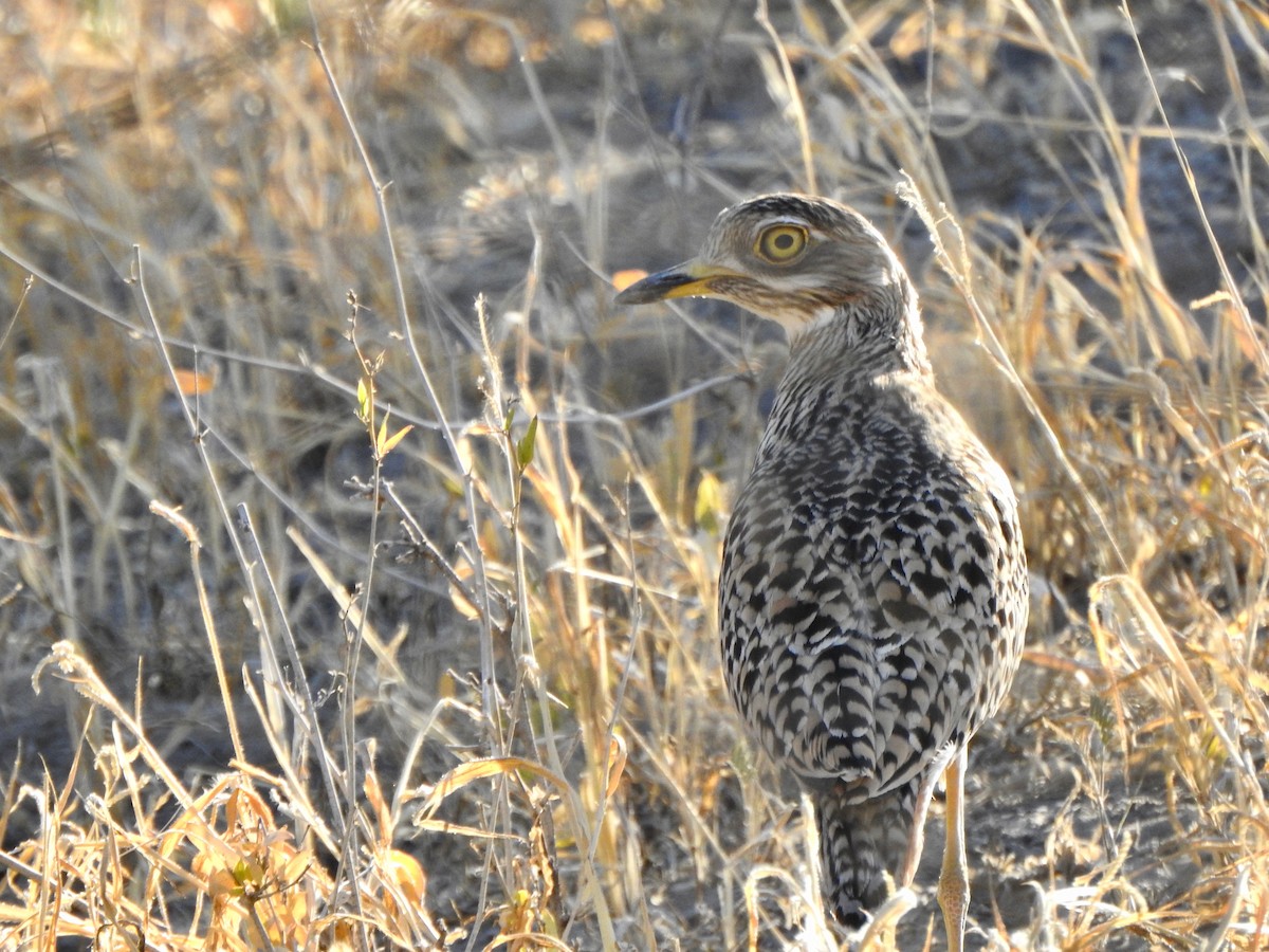 Spotted Thick-knee - ML170823421