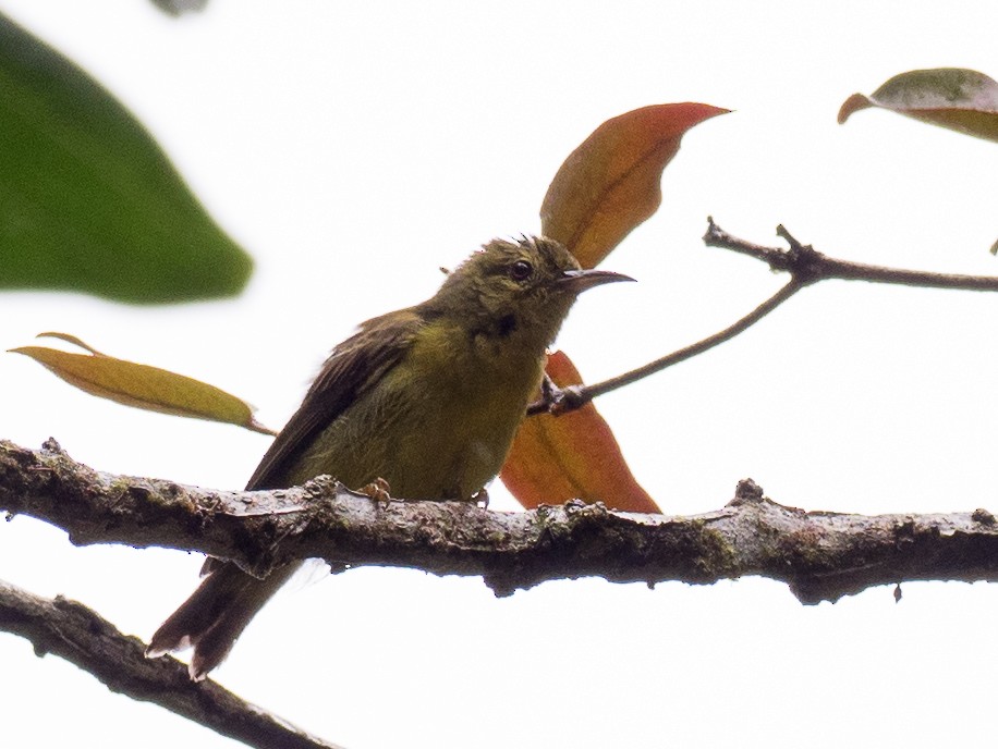 Red-throated Sunbird - Anonymous