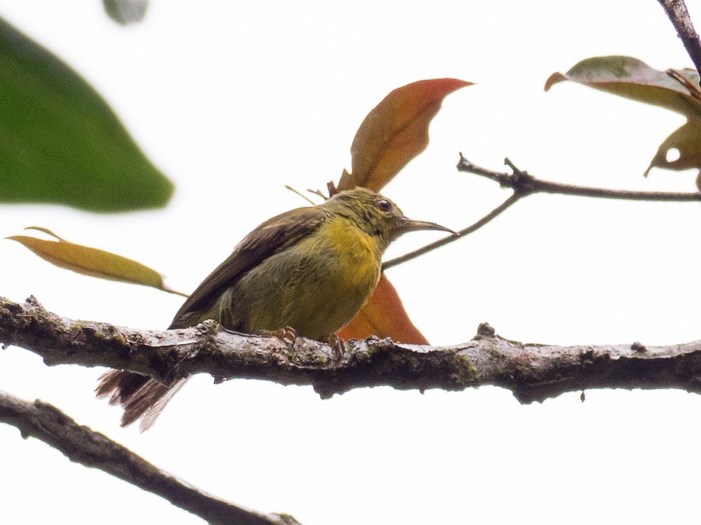 Red-throated Sunbird - Anonymous