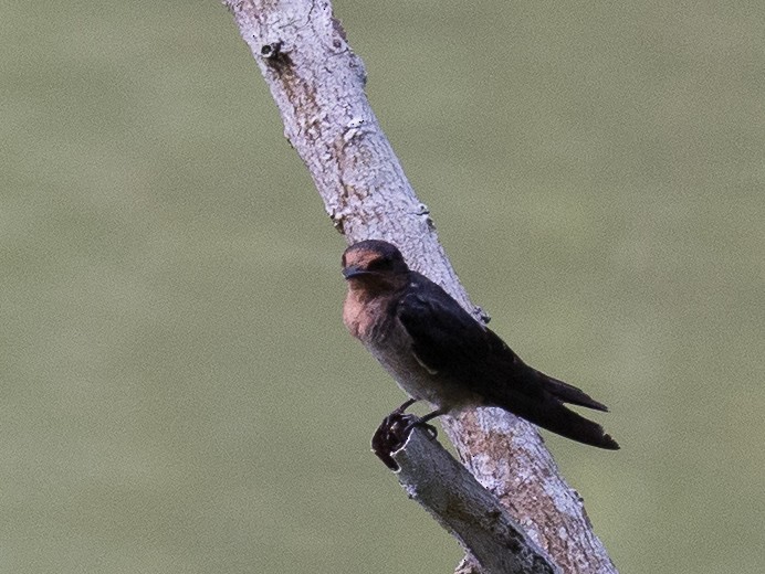 Pacific Swallow - ML170823991