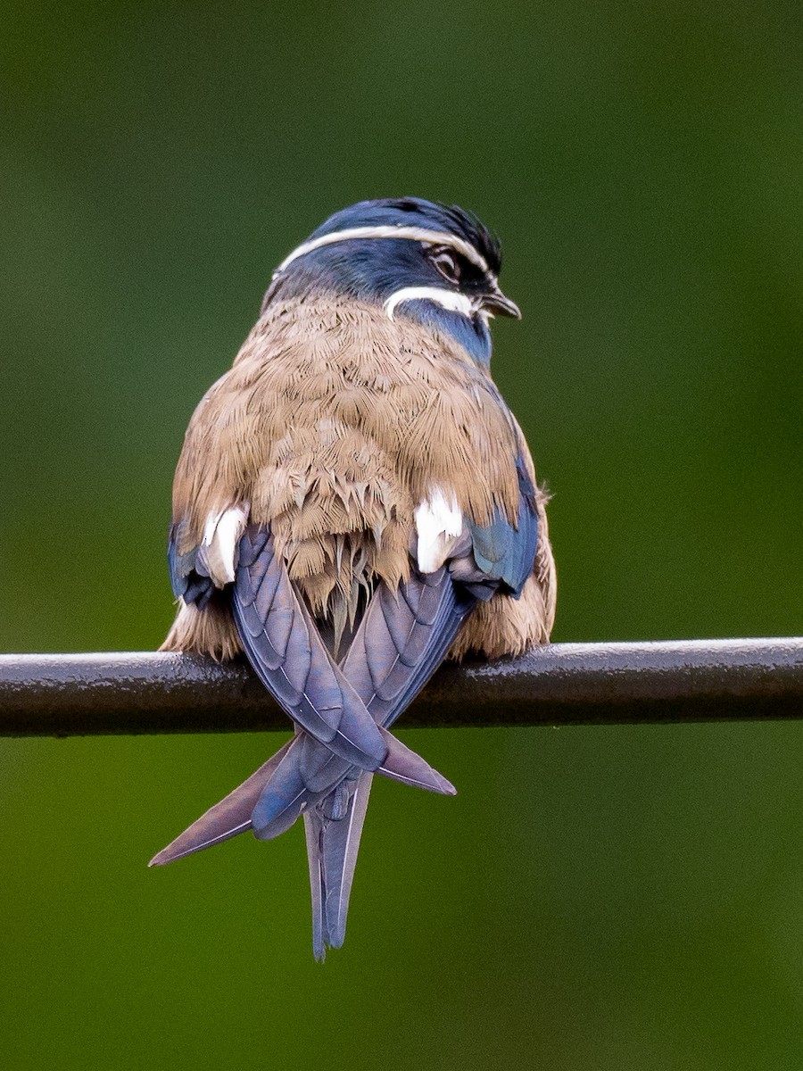 Whiskered Treeswift - Anonymous
