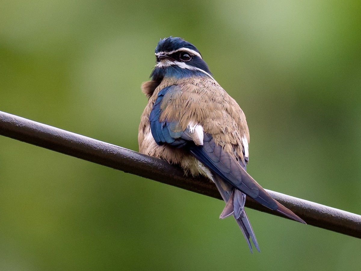Whiskered Treeswift - Anonymous