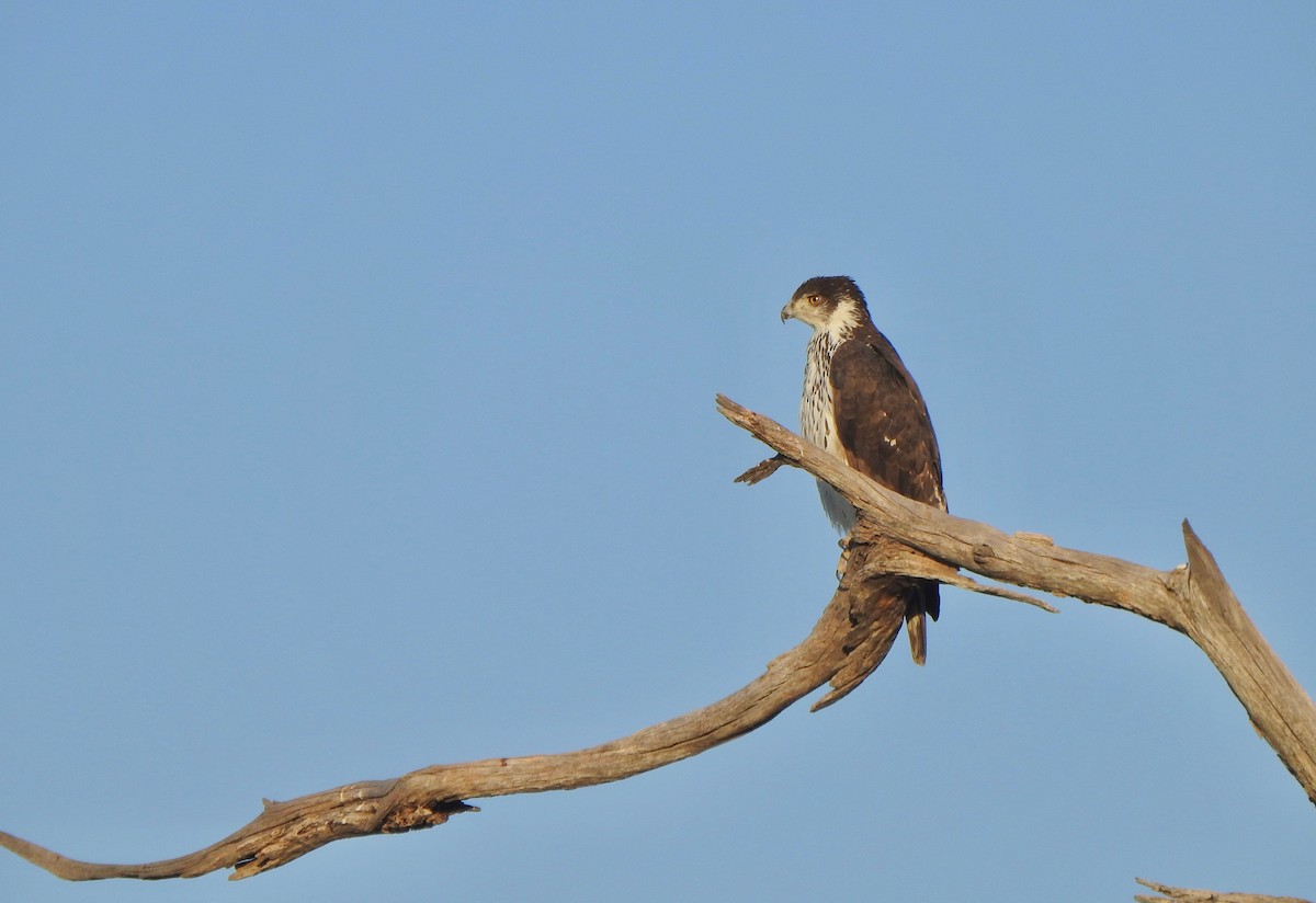 African Hawk-Eagle - Kalin Ocaña