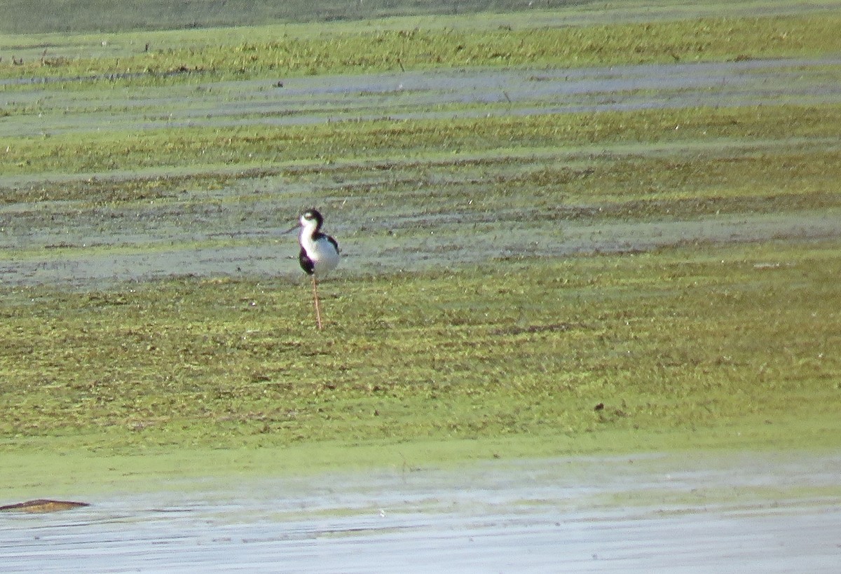 Wisconsin Breeding Bird Atlas Checklist - 2 Aug 2019 - Paradise Valley ...