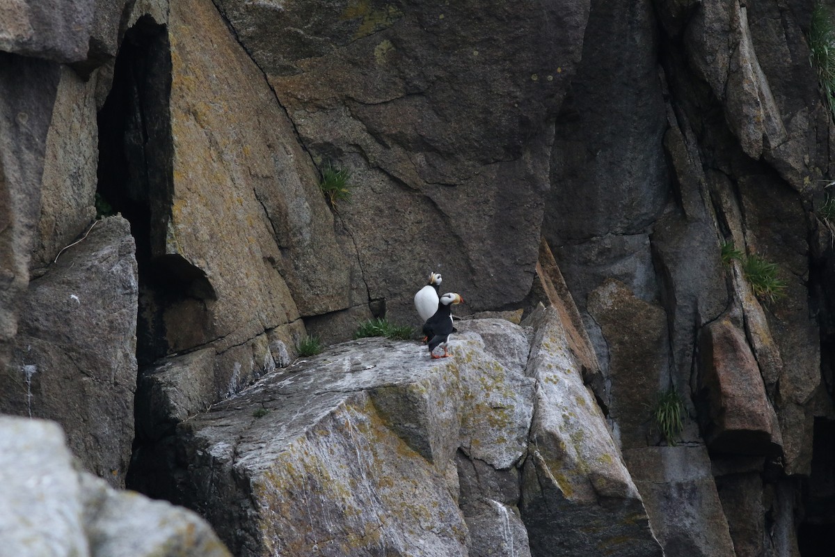 Horned Puffin - ML170827951