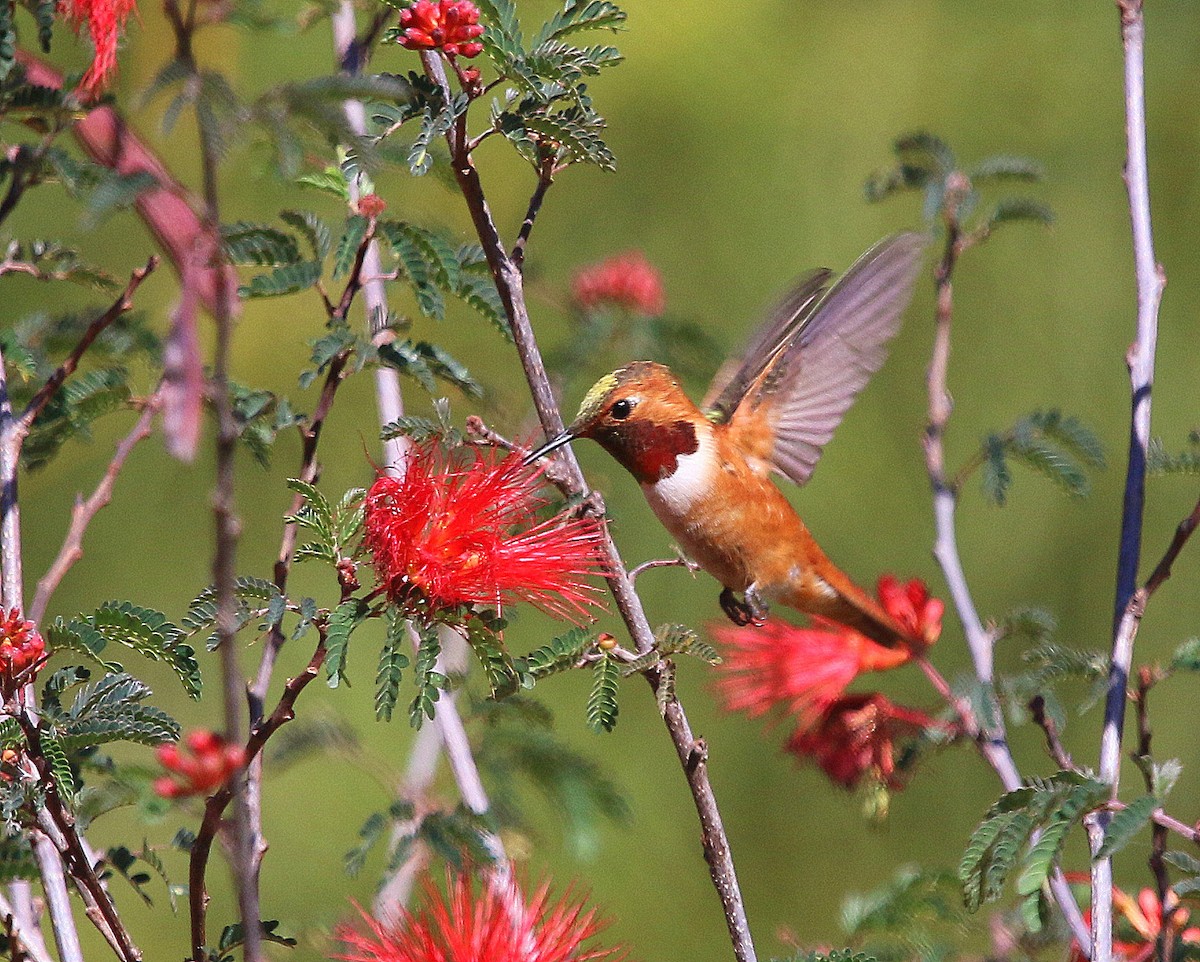 Rufous Hummingbird - Erin Jones