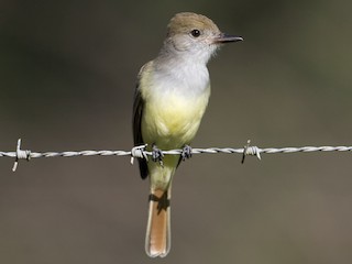 Myiarchus tyrannulus