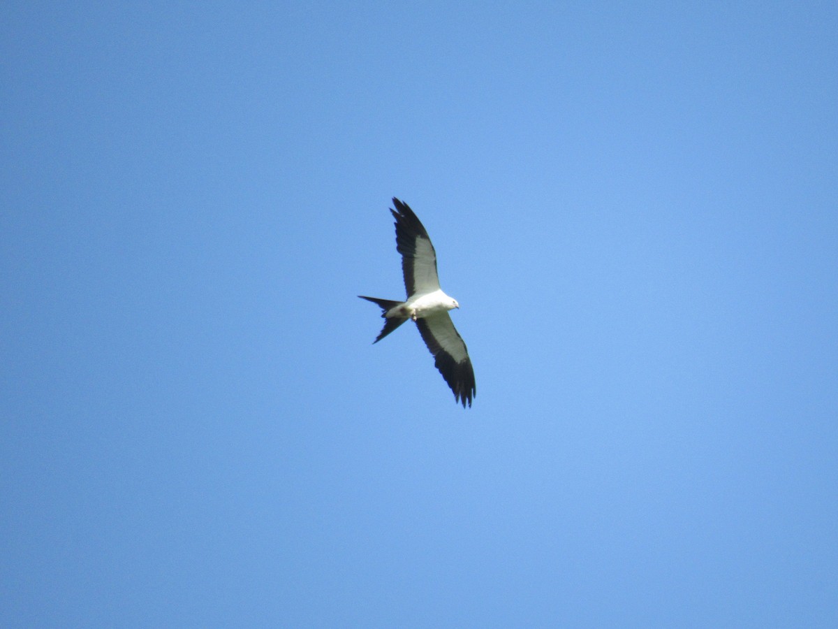 Swallow-tailed Kite - Edith Jimenez  (Tuxtla Birding Club)