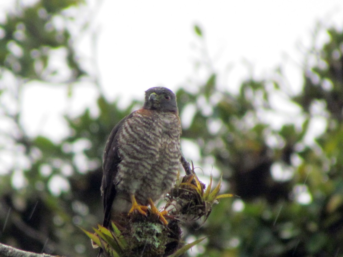Double-toothed Kite - Chico Muñoz