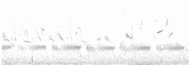 Kaşık Gagalı Kumkuşu - ML170831791