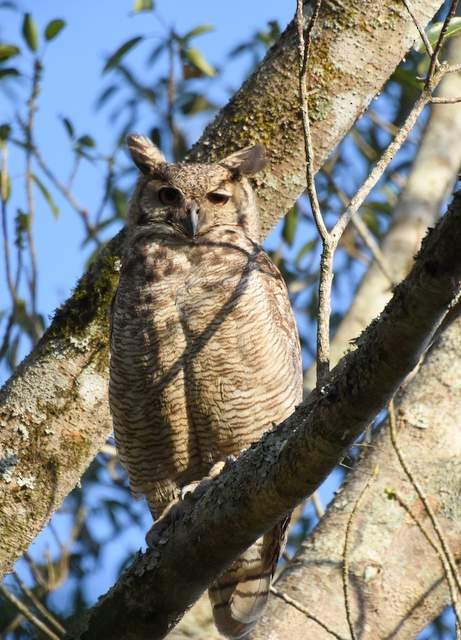 Great Horned Owl - silvina collado
