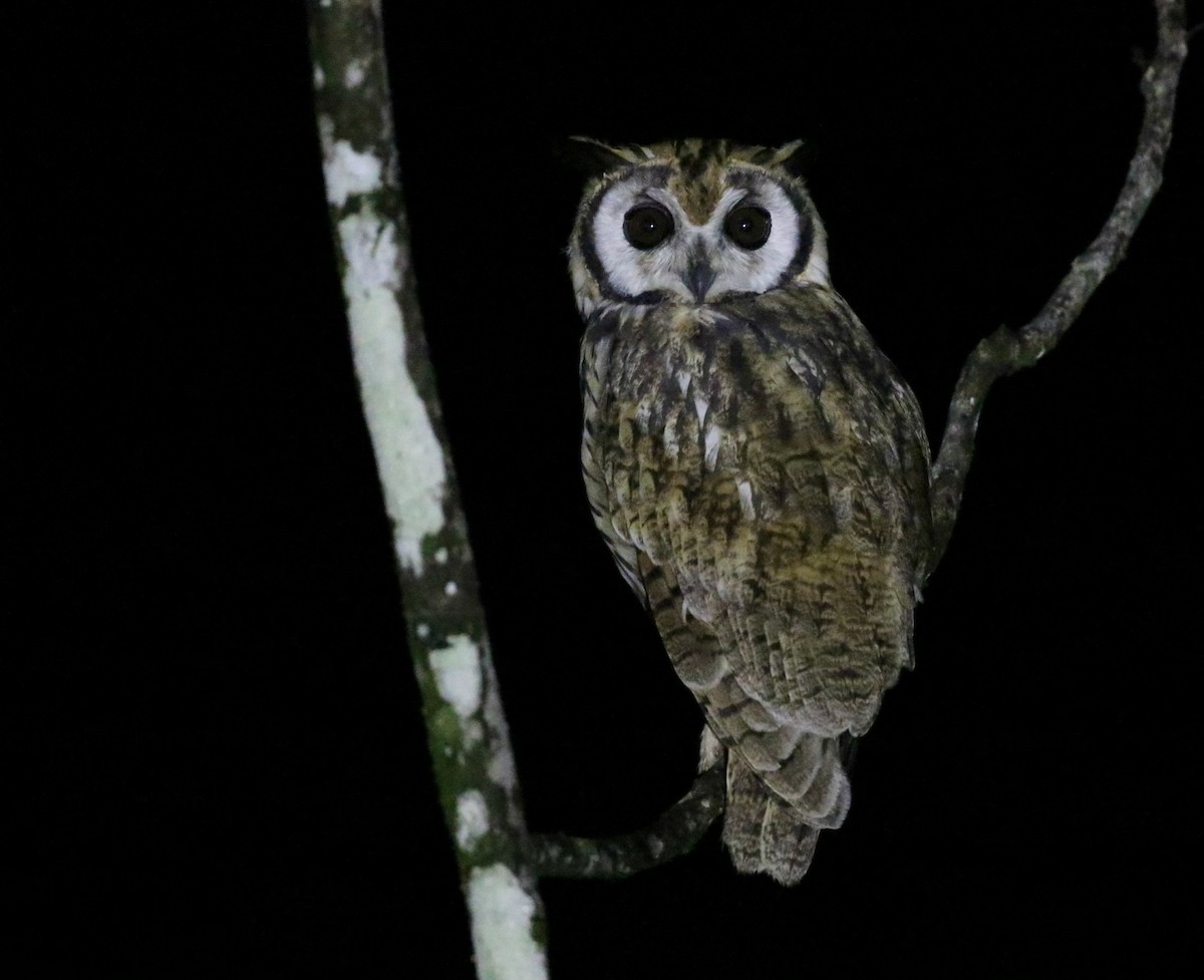 Striped Owl - ML170836991