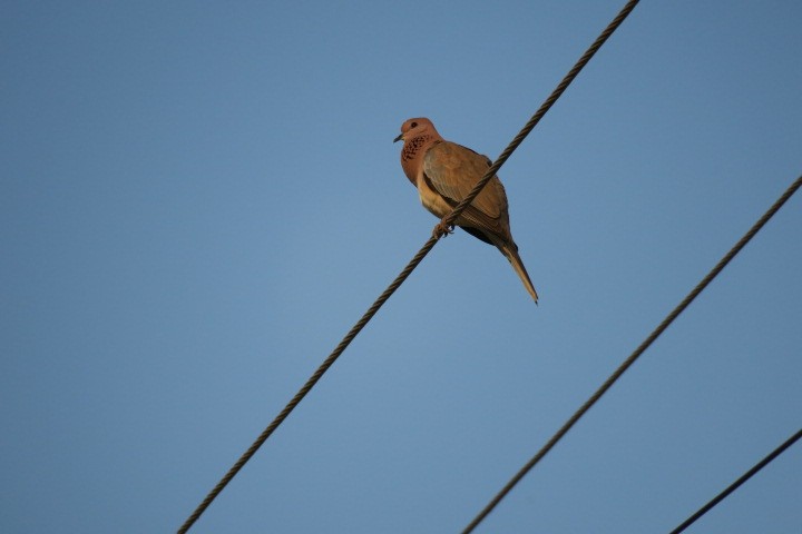Laughing Dove - ML170840931