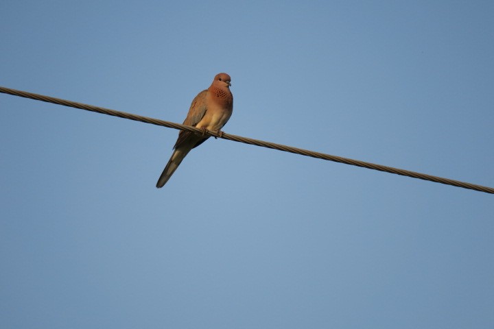 Laughing Dove - ML170840941