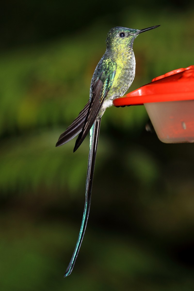 Long-tailed Sylph - ML170842851