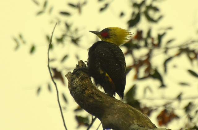 Pale-crested Woodpecker - ML170843801