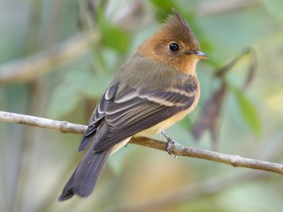  - Tufted Flycatcher