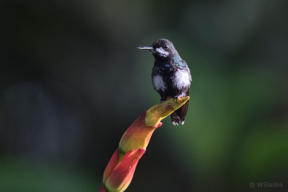 kolibřík trnoocasý - ML170852051