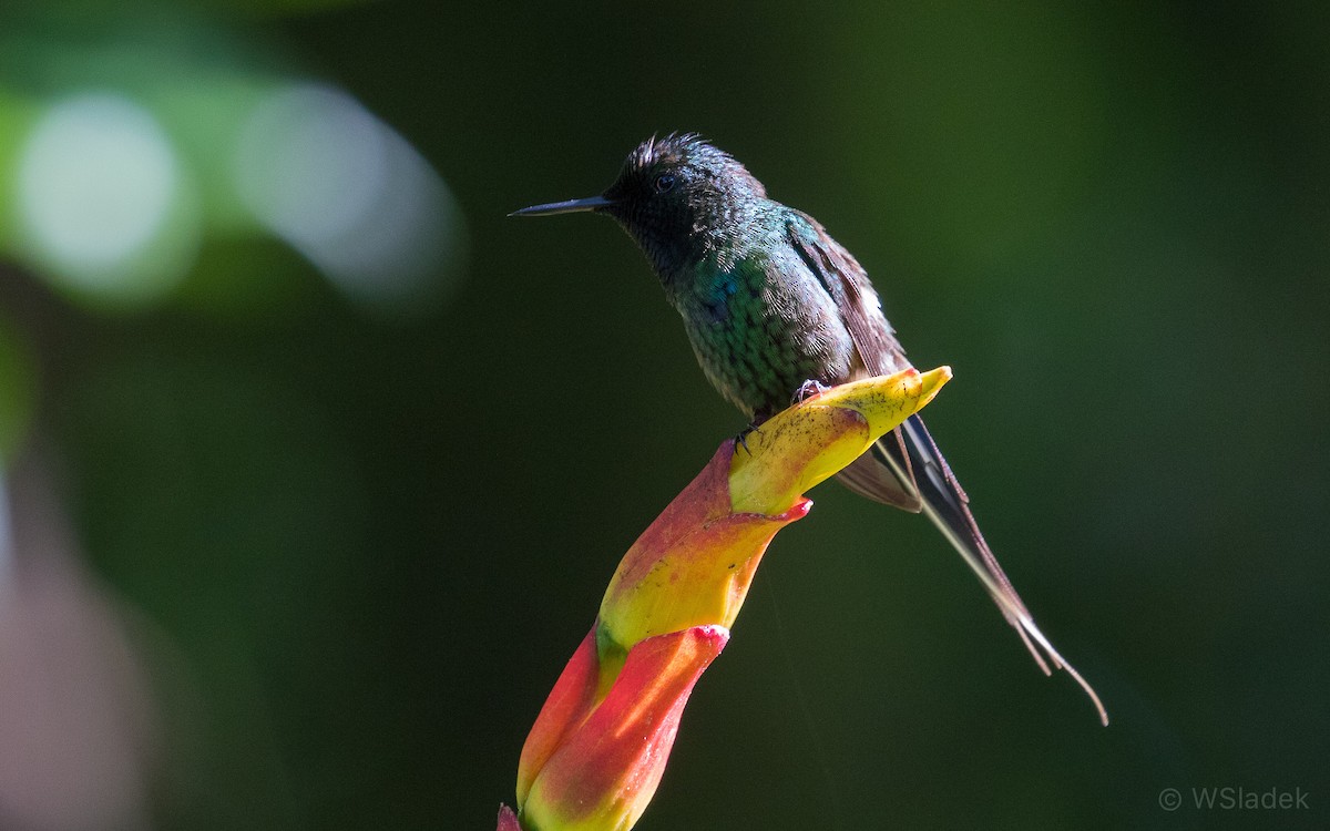 kolibřík trnoocasý - ML170852141
