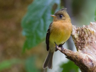  - Tufted Flycatcher