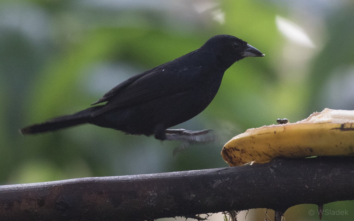 White-lined Tanager - ML170853391