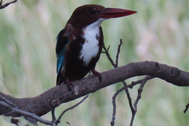 White-throated Kingfisher - Shelagh Parken
