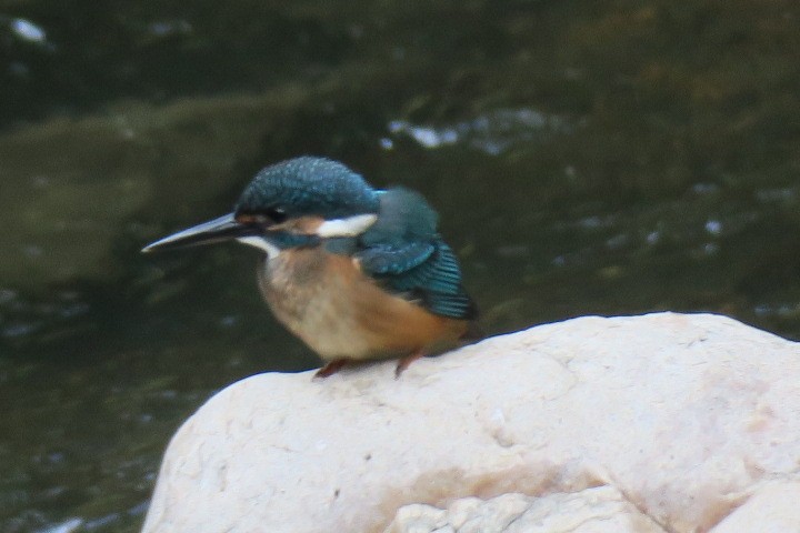 Common Kingfisher - ML170853641