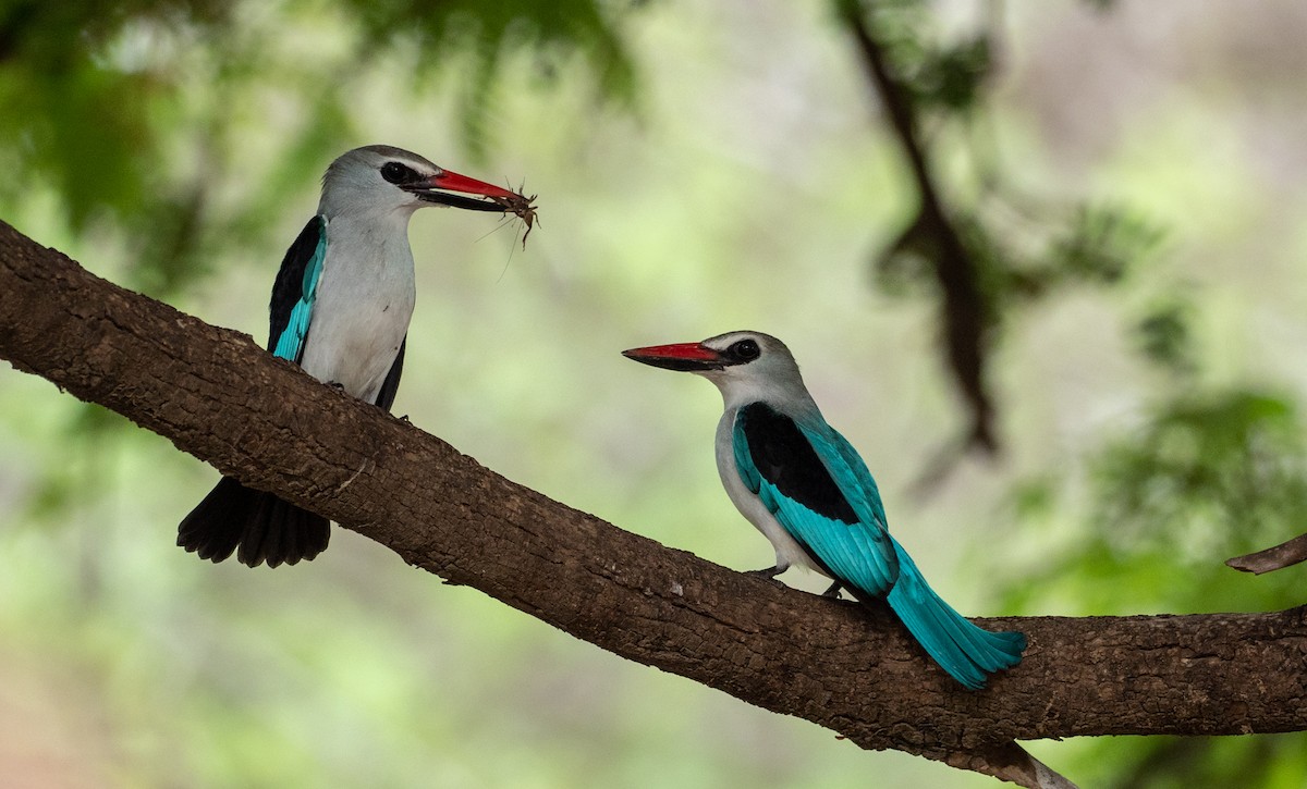 Woodland Kingfisher - Forest Botial-Jarvis