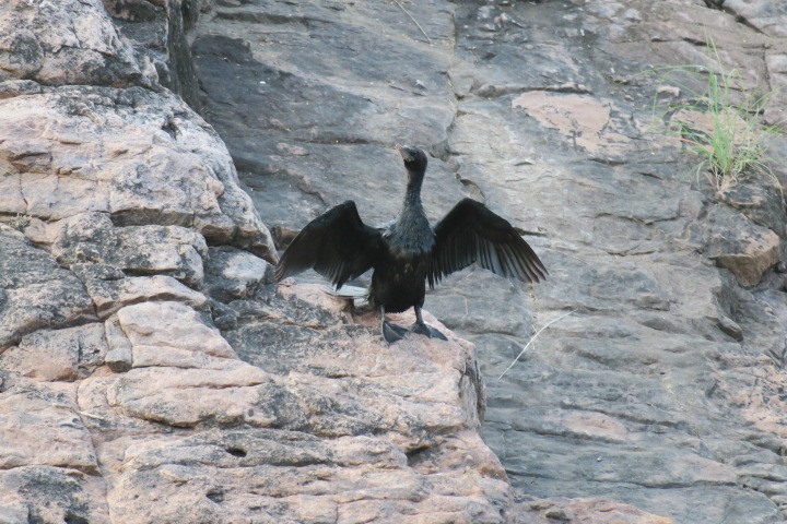 Little Cormorant - Shelagh Parken