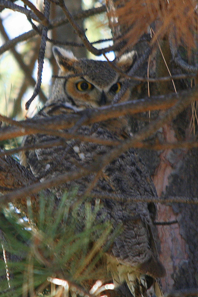 Great Horned Owl - ML170854481